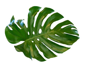 tropical green leaf isolated © Victoria