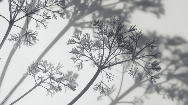 Stunning Gray Scale Plant Shadow Art: A Delicate Botanical Design