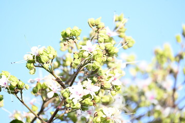 Clerodendrum trichotomum plant flowers. Its other names  harlequin glorybower, glorytree and peanut butter tree. This is a species of flowering plant in the family Lamiaceae. Wildflower.