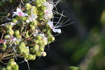 Clerodendrum trichotomum plant flowers. Its other names  harlequin glorybower, glorytree and peanut butter tree. This is a species of flowering plant in the family Lamiaceae. Wildflower.