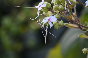 Clerodendrum trichotomum plant flowers. Its other names  harlequin glorybower, glorytree and peanut butter tree. This is a species of flowering plant in the family Lamiaceae. Wildflower.