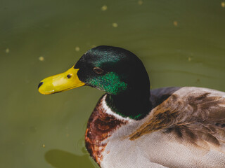 a cute duck in the lake