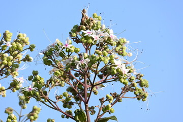Clerodendrum trichotomum plant flowers. Its other names  harlequin glorybower, glorytree and peanut butter tree. This is a species of flowering plant in the family Lamiaceae. Wildflower.
