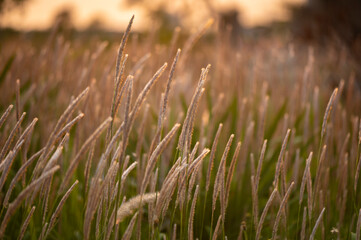 grass in the morning sun