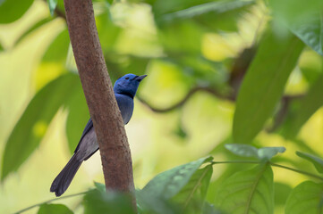 Hypothymis azurea blue bird on a branch