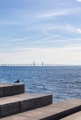 Fototapeta premium Bird resting by Öresund in Skåne landscape