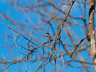 chickadee perched with a seed