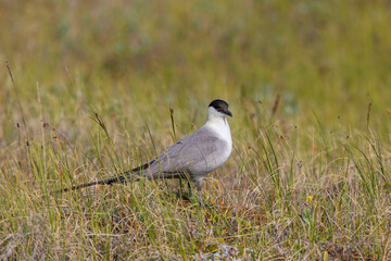 Obraz premium Long-tailed jaeger bird sitting on the grass close up