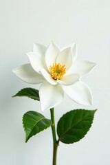 Obraz premium Single gardenia blossom, pristine white petals, isolated on pure white background , gardenia, texture, detail