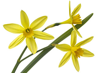 Fototapeta premium Radiant Bright Daffodils in Vibrant Full Bloom, Celebrating Natures Colorful Beauty
