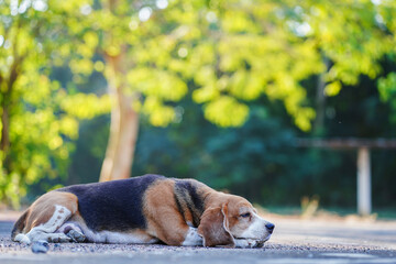 Beagle Resting Peacefully Outdoors Surrounded by Lush Greenery in a Park