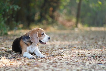 Beagle Dog Relaxing Outdoors in Autumn Nature with Fallen Leaves