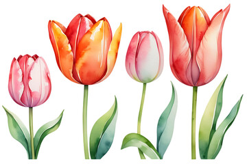 Watercolor Tulips Flower Arrangement on Black Background for Springtime Projects