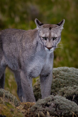 Puma des Andes