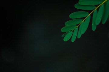green leaf on black background