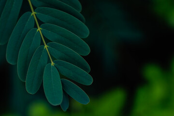 close up of green leaf on black background