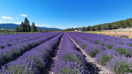 A vibrant lavender field stretches under a clear blue sky, showcasing rows of blooming flowers.