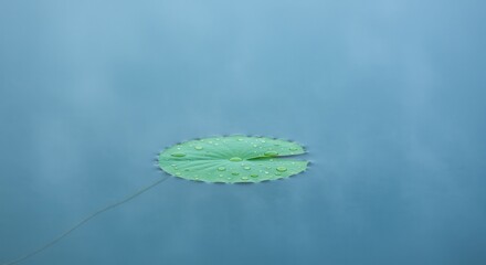 Lily Pad Floating on Water Surface with Rain Drops Top View