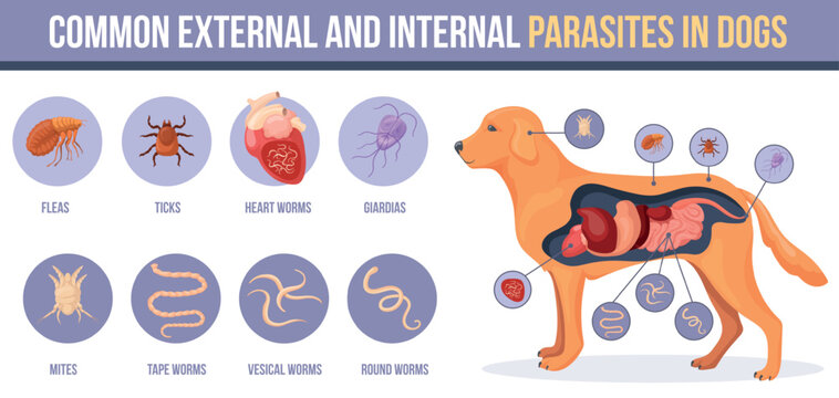 Dog parasites. Puppy pet intestinal external parasite disease, skin ticks flea in animal fur parasitic infection worms or bugs heartworm hookworm, medicine neat vector illustration