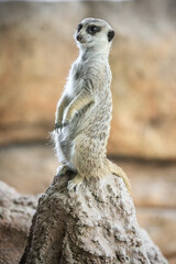 Fototapeta premium Alert Meerkat Standing on a Rock