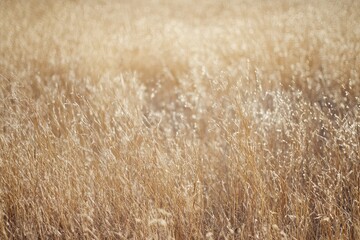 Fototapeta premium Golden Grass Field Sunlight Nature Background Texture Image Autumn Season Landscape Photography Dry Plants Wild Meadow Scenery Rural Pastoral Setting 
