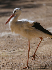 beautiful white stork
