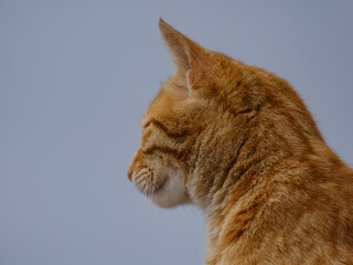 beautiful yellow cat