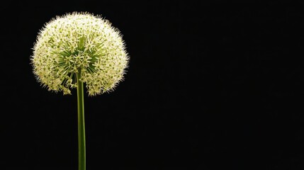 A solitary white allium flower against a black background
