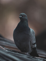a beautiful pigeon on the roof