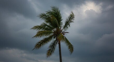 Obraz premium Lone Palm Tree Against Dramatic Cloudy Sky Evoking Tropical Storm
