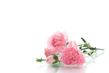 Delicate pink carnations on a white background