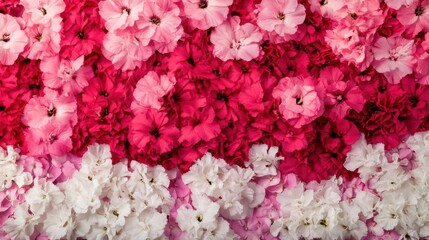 Fototapeta premium An Overhead View Depicts Colorful Flowers In Rows