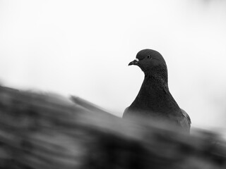 a beautiful pigeon on the roof