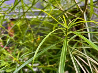close up of leaves of the ginje plant (Cascabela thevetia) a poisonous medicinal plant from Mexico