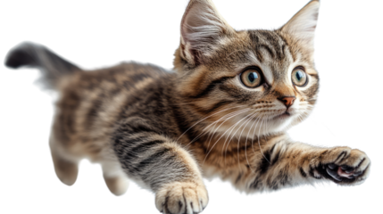 Playful Kitten: A lively kitten, with a striped coat, is captured mid-leap, radiating energy and playfulness, capturing the essence of youth and curiosity.