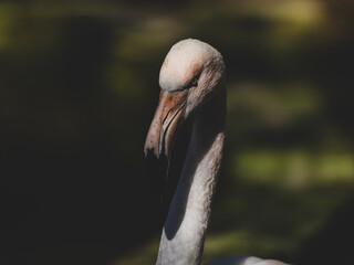 portrait of a beautiful flamingo