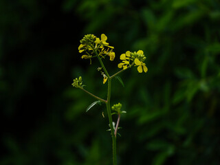 beautiful yellow flowers in the forest