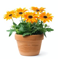Blooming Orange Daisy Flowers in Terracotta Pot Isolated on White Background