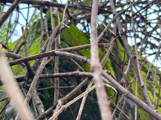 dried branches of vines on the mossy outer fence of the house