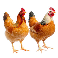 Fototapeta premium Two chickens standing together in a sunny farmyard surrounded by fresh green grass and bright blue sky above isolated on transparent background..