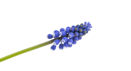 Grape Hyacinth flower PNG. purple Grape Hyacinth flower png. Beautiful springtime floral bloom of Grape Grape Hyacinth flower isolated on a transparent background top view flat lay