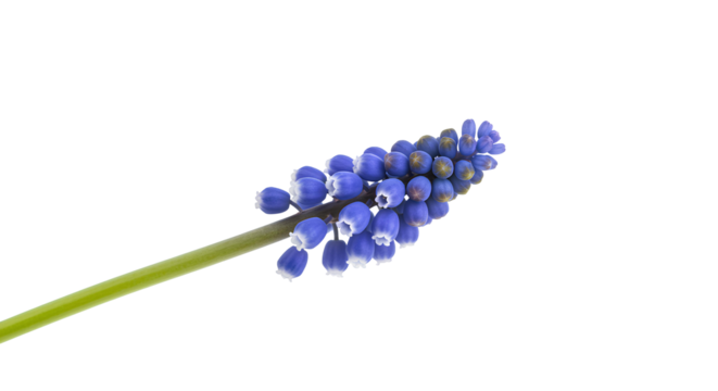 Grape Hyacinth flower PNG. purple Grape Hyacinth flower png. Beautiful springtime floral bloom of Grape Grape Hyacinth flower isolated on a transparent background top view flat lay