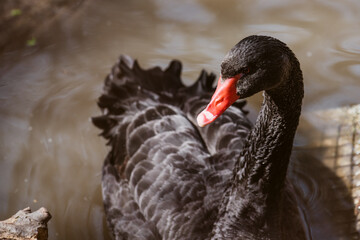 Fototapeta premium Black swan swimming in a pond