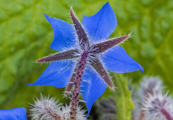 Fiore di borragine, Borago officinalis