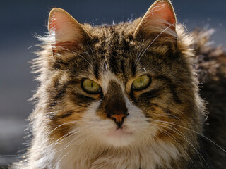 beautiful cat portrait