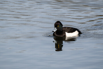 Male Tufted duck, swimming on a lake