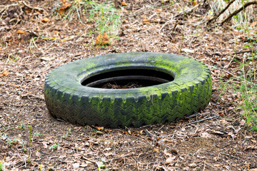 Neumático con musgo abandonado en el bosque