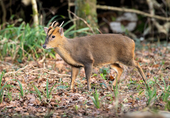 A male Muntjac deer (Muntiacus reevesi) in an English wood 