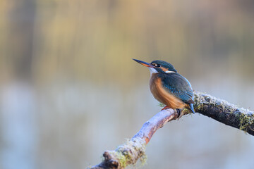Female Kingfisher, Alcedo athis, perched on a branch