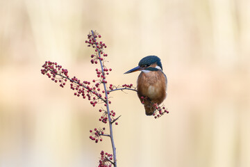 Female Kingfisher, Alcedo athis, perched on a branch